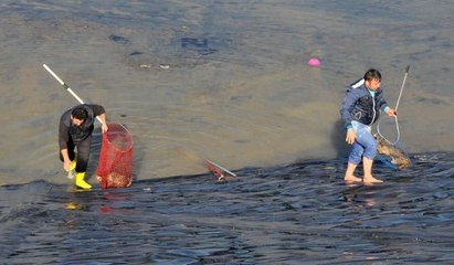 Gölete düşen tilkiler için seferber oldular