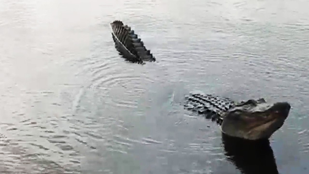 Grognement d'alligator