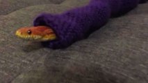Un serpent avec un pull