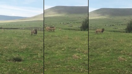 Un chien qui n'a pas peur d'un lion