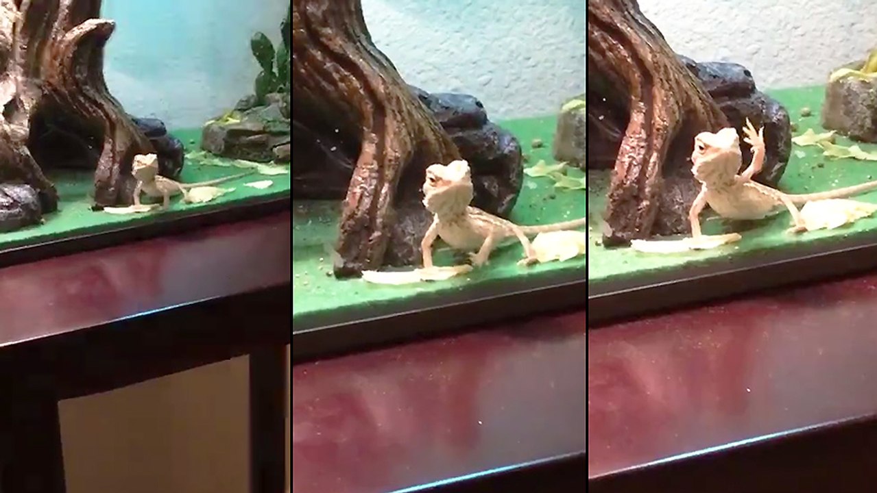 Un lézard qui fait coucou à son maitre