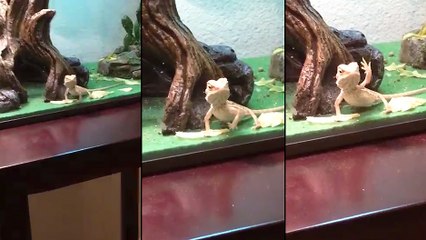 Un lézard qui fait coucou à son maitre