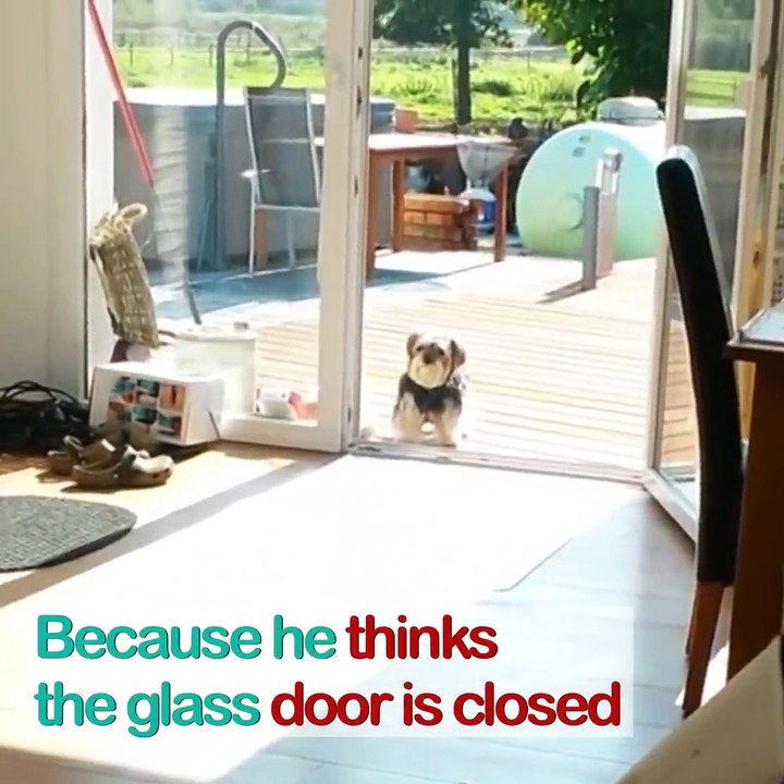 Ce chien idiot attend qu'on lui ouvre la porte... qui est déjà ouverte