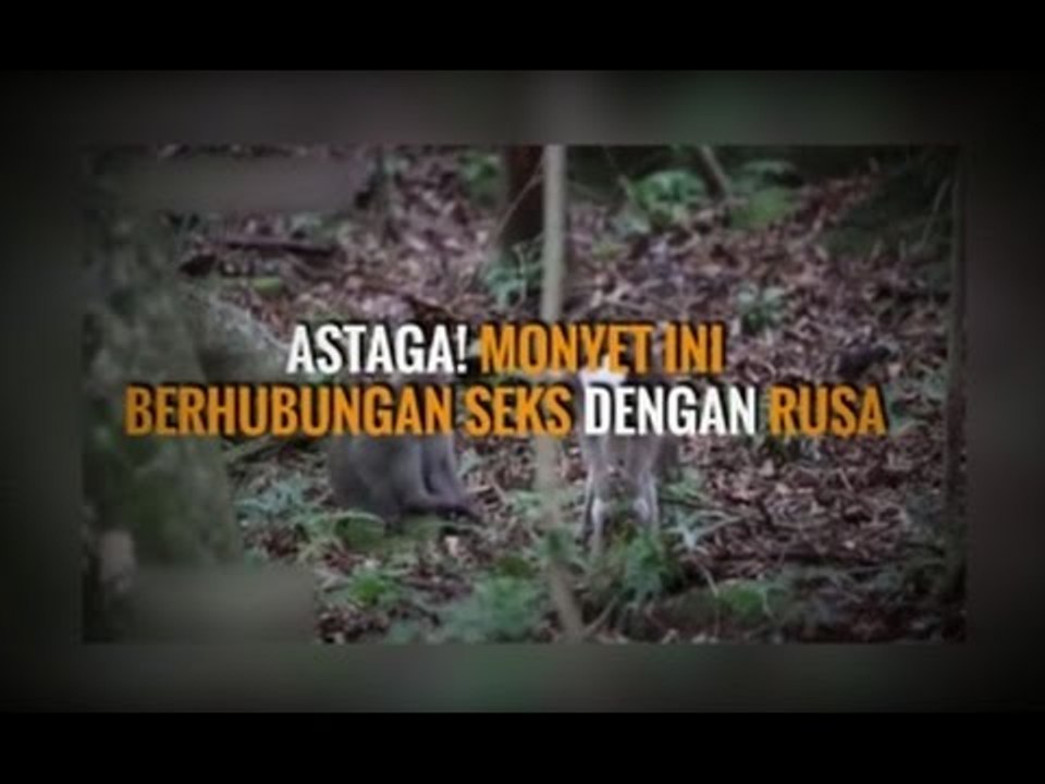 ASTAGA! MONYET INI BERHUBUNGAN SEKS DENGAN RUSA