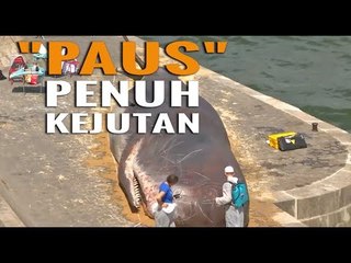 Ini yang Bikin Paus Bisa Terdampar di Paris!