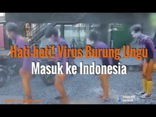 WASPADA! VIRUS BURUNG UNGU MENYERANG INDONESIA
