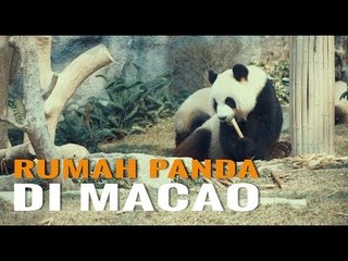 Ini Rumah Panda di Macao!