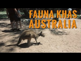 Serunya Wisata Sehari Bersama Fauna Khas Australia!