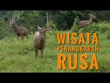 Liburan Tahun Baru di Wisata Alam  Penangkaran Rusa Cariu