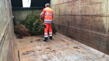 A cheval pour ramasser les sapins de Noël