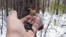 Des écureuils et des oiseaux se nourrissent dans la main d'un homme