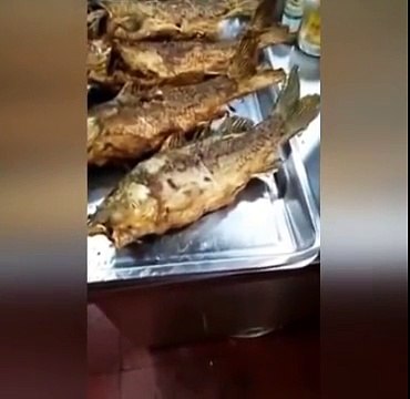 Çok şaşıracaksınız! Kızarmış balık canlandı!