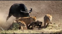 The unequal struggle of 1 Buffalo with 4 Lions, Hyenas vs Wild Boar Jaguar caught on camera