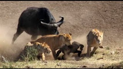 The unequal struggle of 1 Buffalo with 4 Lions, Hyenas vs Wild Boar Jaguar caught on camera