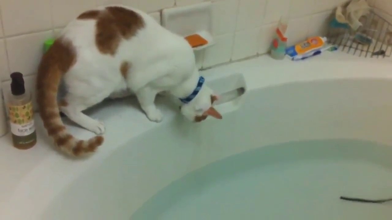 Непроизвольные кошачьи водные процедуры | Funny cat water treatments