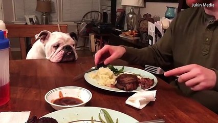 English Bulldog desperately wants his owner's steak
