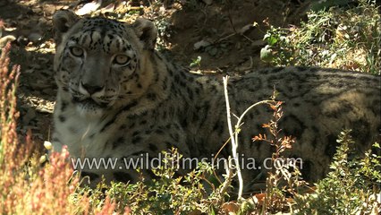 Snow Leopard conservation in Ladakh, India