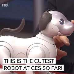 Aibo the robot pup