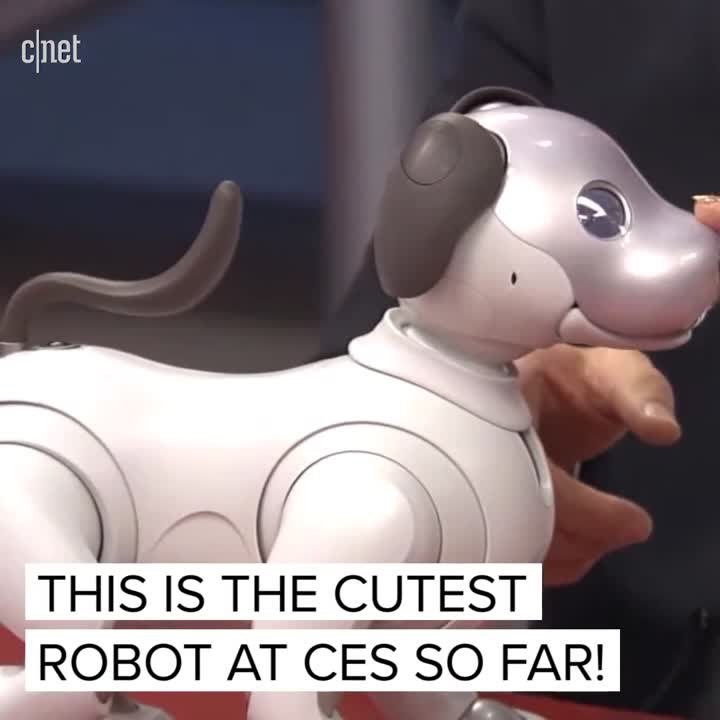 Aibo the robot pup