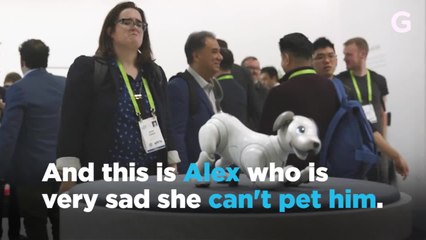 Let Us Pet Aibo
