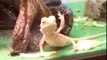 Video shows a lizard wave back at its owner