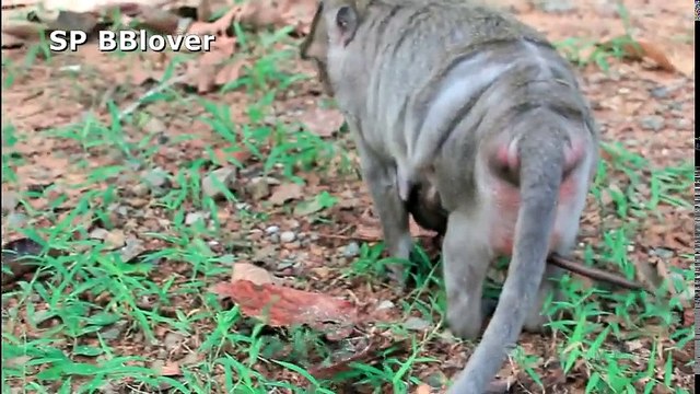 Why Monkey Mom Weaning Baby Very Young Baby Cry Loud - BBlover 79