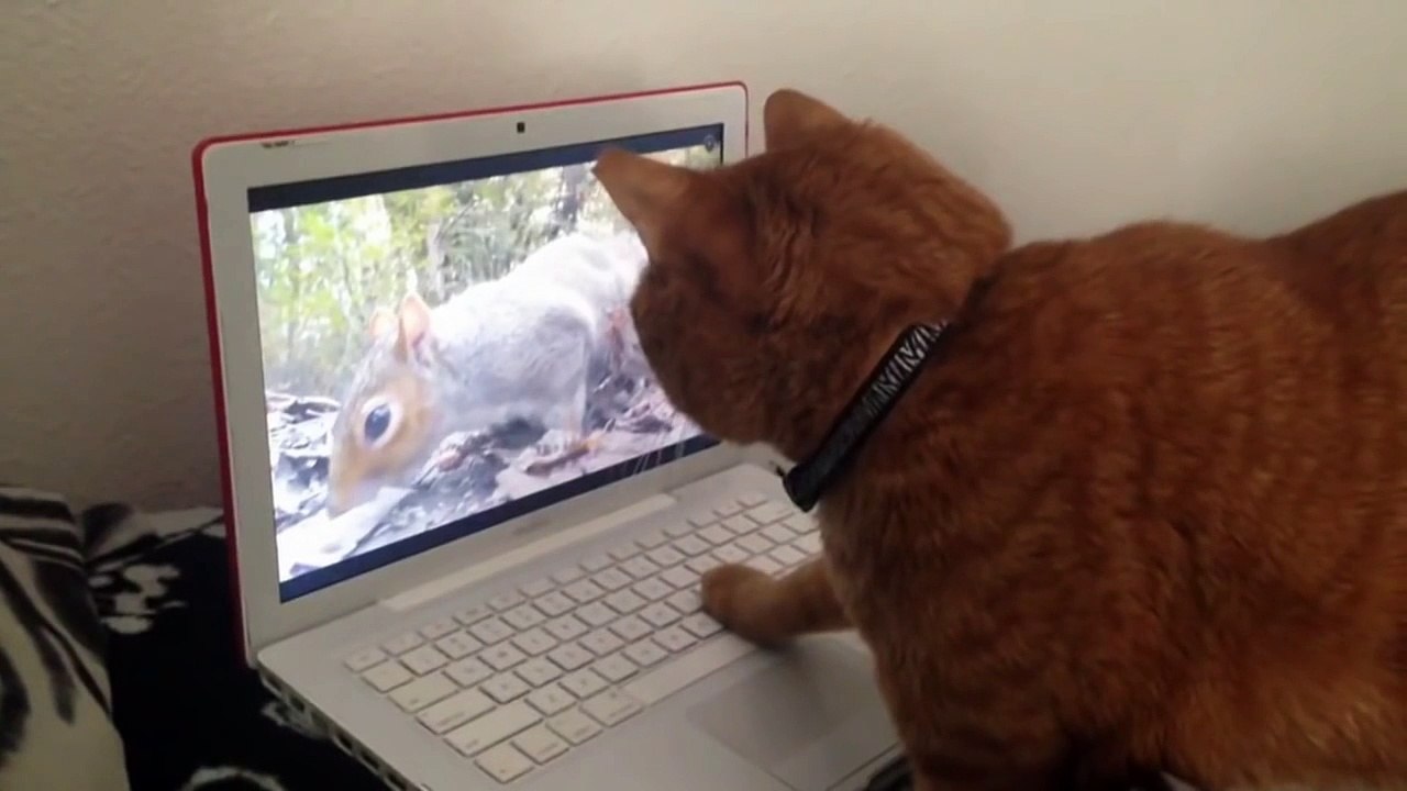 Рыжий кот освоил ноутбук. Хана белке | Red cat has mastered the laptop