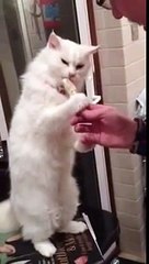 Cute Cat eating ice Cream