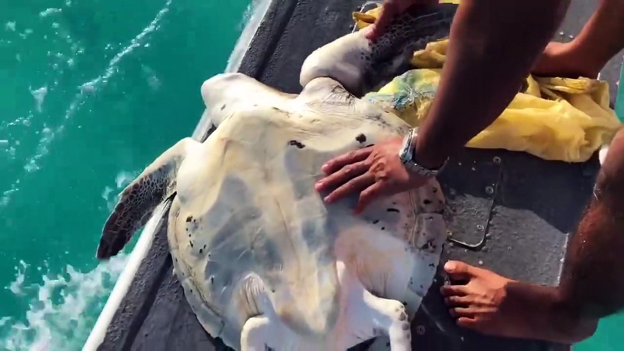 Il sauve une tortue en hydravion arrêté sur l'eau !