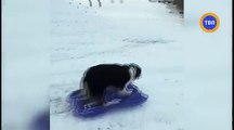 Ce chien adore faire de la luge : elle monte la pente puis glisse toute seule !