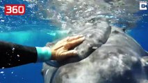 PAMJE SHOKUESE/ Balena mbron zhytësin nga sulmi I peshkaqenit (360video)