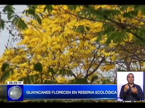 Florecimiento de Guayacanes en El Oro