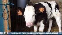 Vaucluse : trois vaches tuées ce week-end de plusieurs balles dans un champ