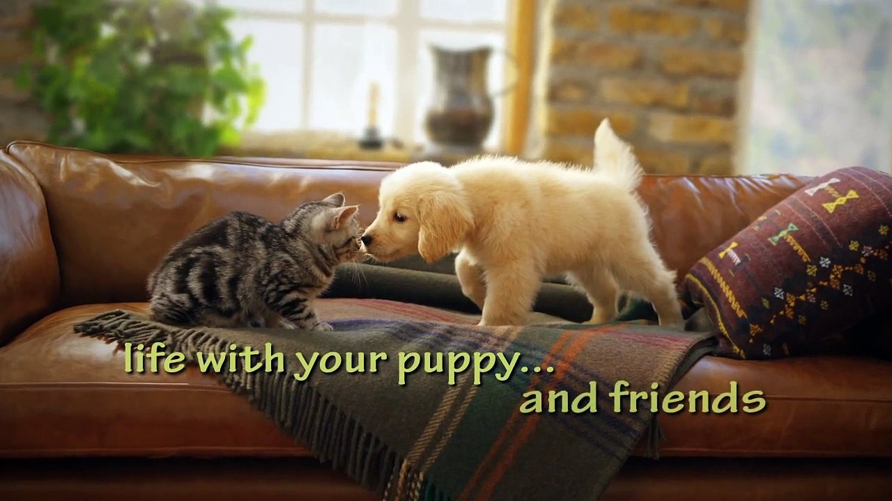 Nintendogs + Cats, la bande-annone vidéo