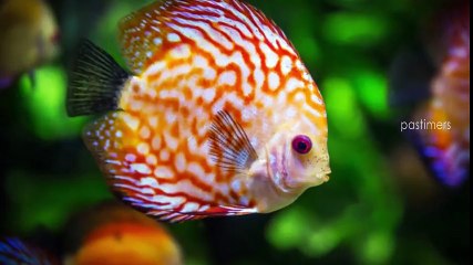 10 Unexpected Things Found In Airport Security