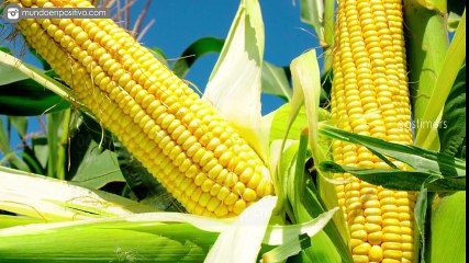 10 Vegetables That Have Assassinated People