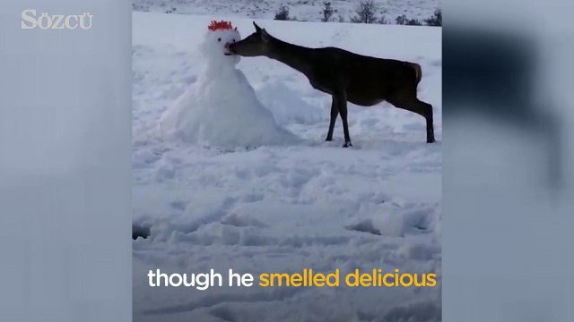 Hayatında İlk Kez Kardan Adam Gören Geyiğin Yaptığı İzleyenleri Güldürüyor