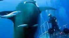Le plus gros requin blanc au monde
