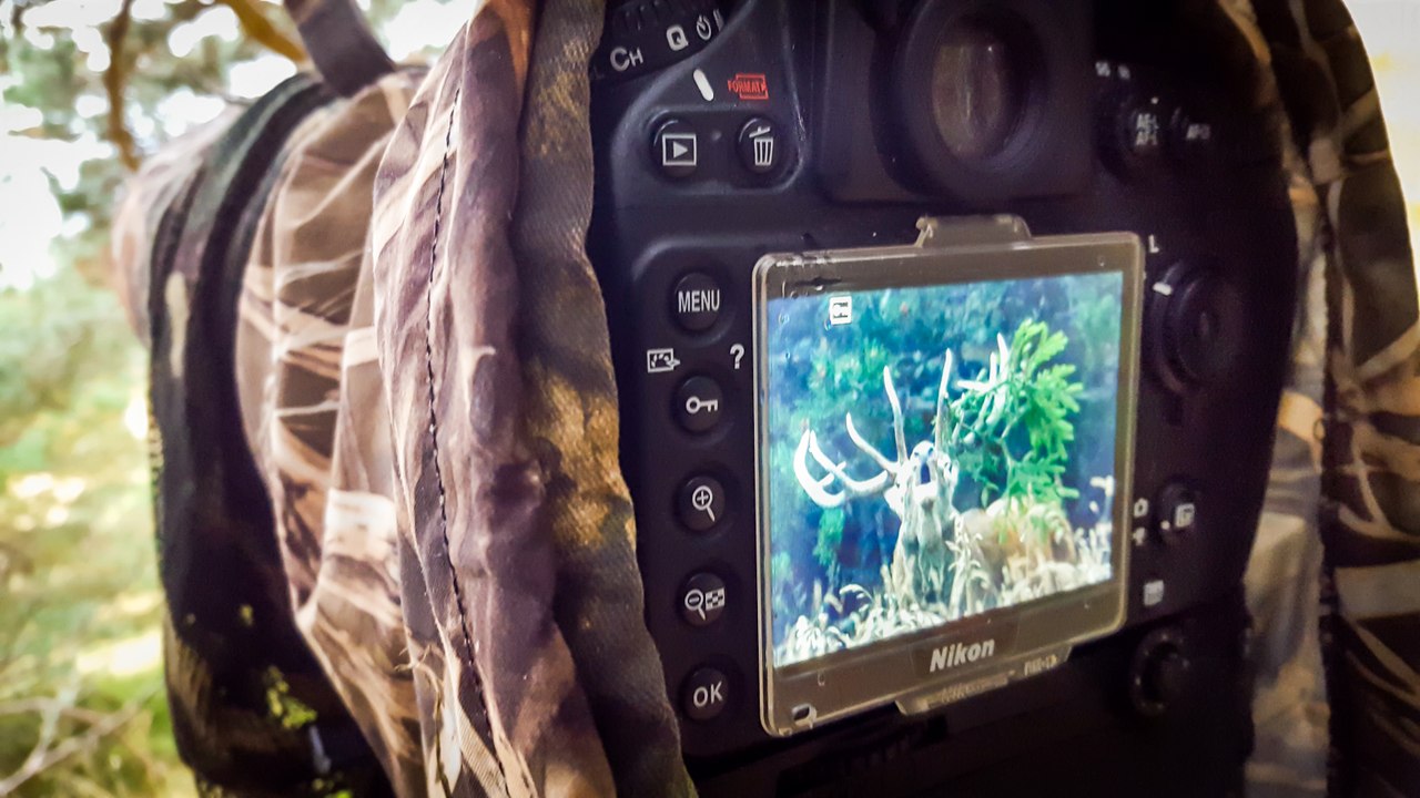 Faune sauvage des Pyrénées