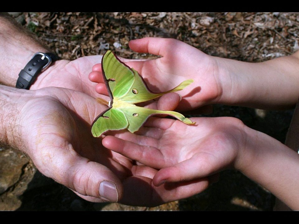 JON HOPKINS Luna Moth
