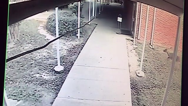 Une biche s'invite dans un collège aux Etats-Unis