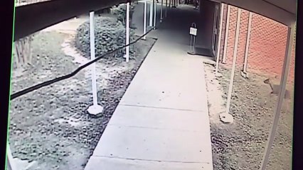 Une biche s'invite dans un collège aux Etats-Unis