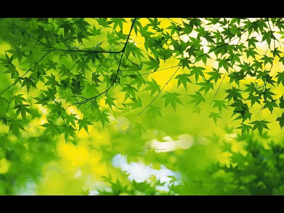 HANSEN & DJ DANIEL Through The Leaves