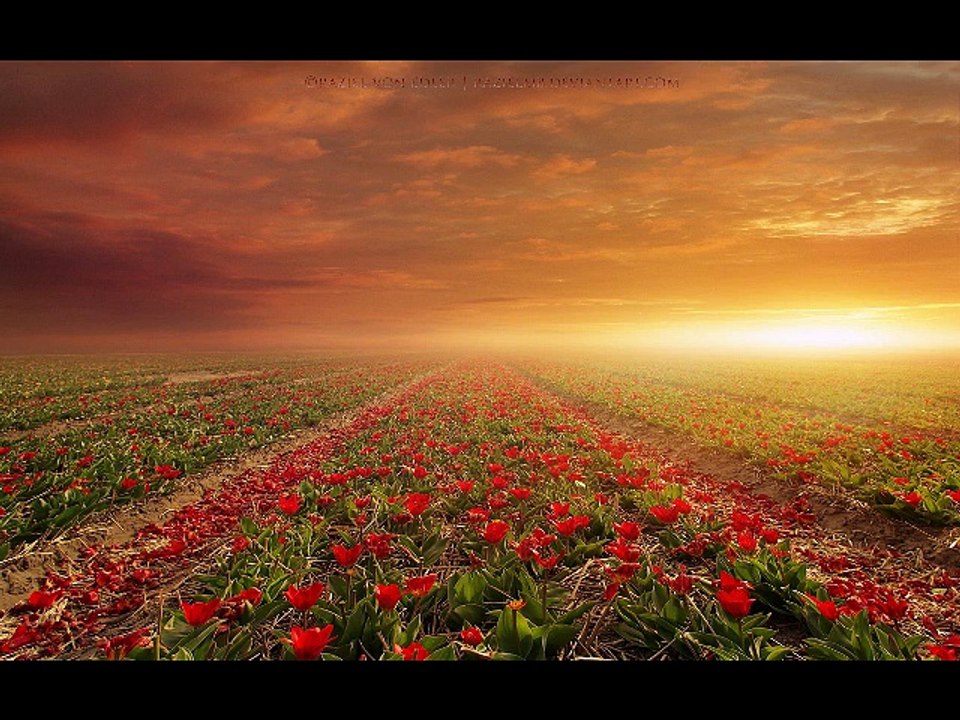 INGO HERMANN Flowerfields