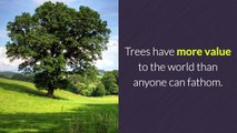 Tips on Maintaining Your Tree Healthy