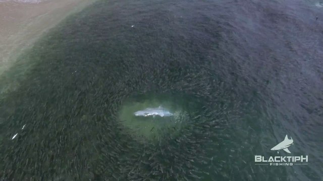 Des requins sèment la panique dans ce banc de poissons immense... Chasse incroyable