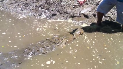 Télécharger la video: Il s'amuse à nourrir un énorme crocodile sauvage à la main... Même pas peur