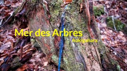 Aokigahara ou La Forêt Des Suicides