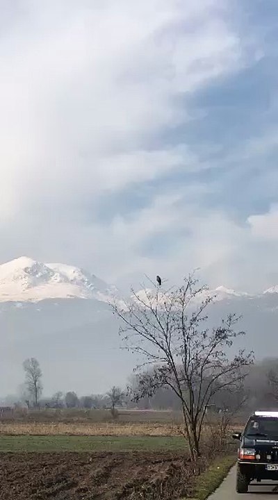The eagle