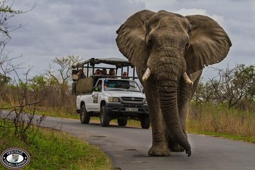 ELEPHANT CLOSE ENCOUNTER IN FORREST